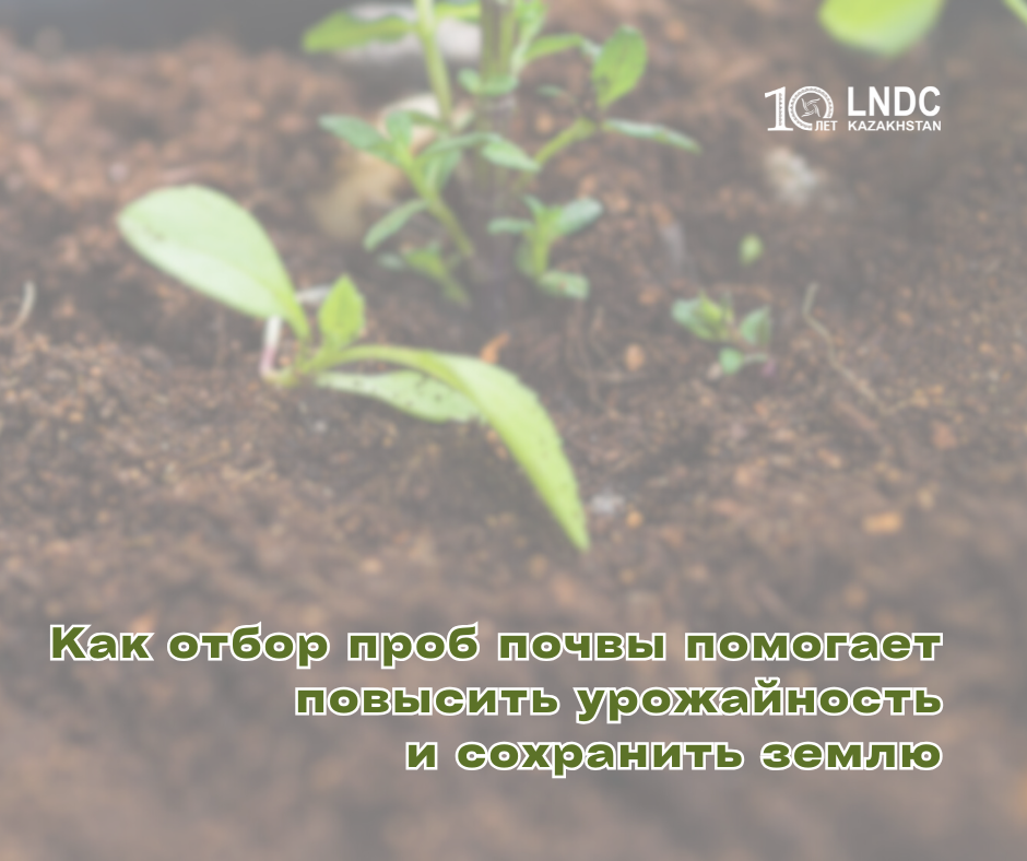 Как отбор проб почвы помогает повысить урожайность и сохранить землю